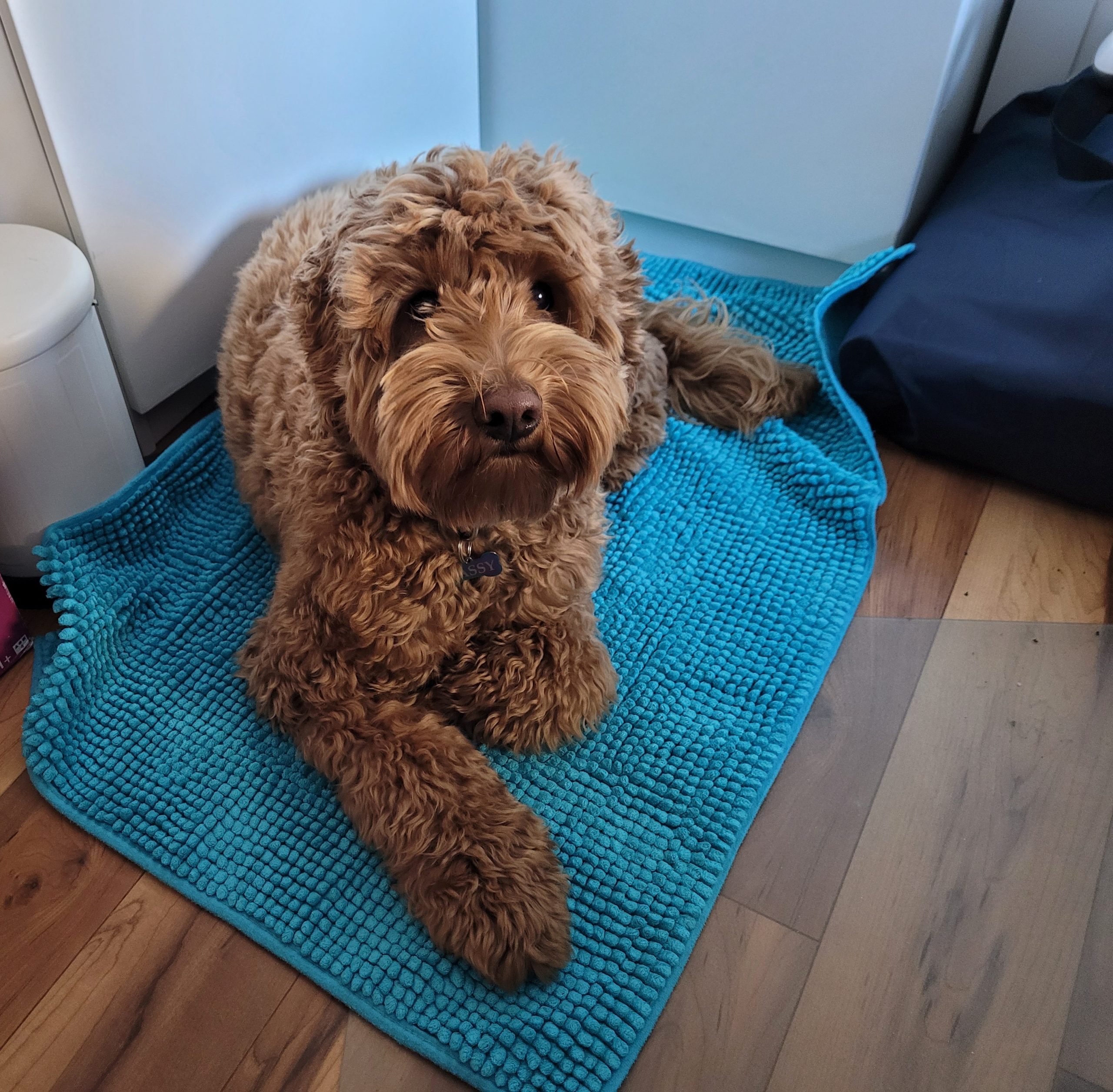 Raising Puppies: The Chaos and Joy of Welcoming Cassy’s First Litter Raising Puppies: The Chaos and Joy of Welcoming Cassy’s First Litter