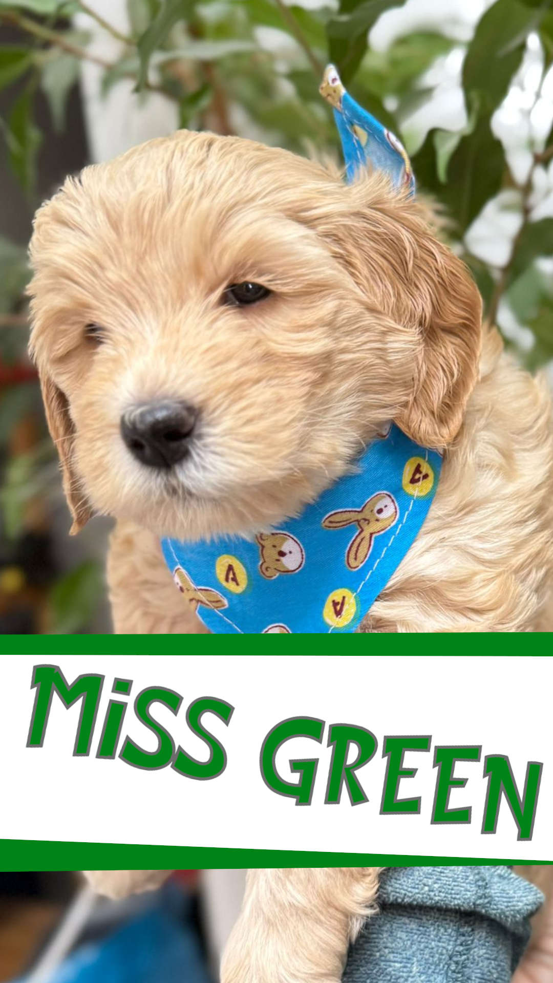 MISS GREEN PROFILE 2