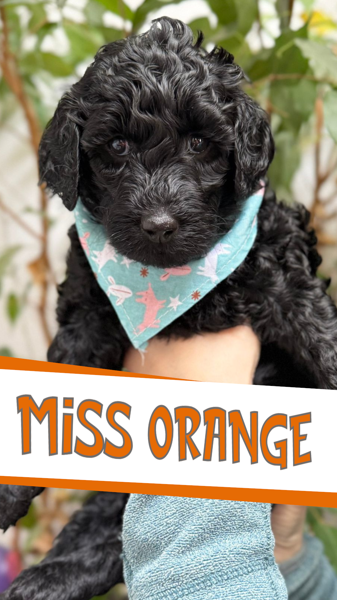 MISS ORANGE PROFILE 2