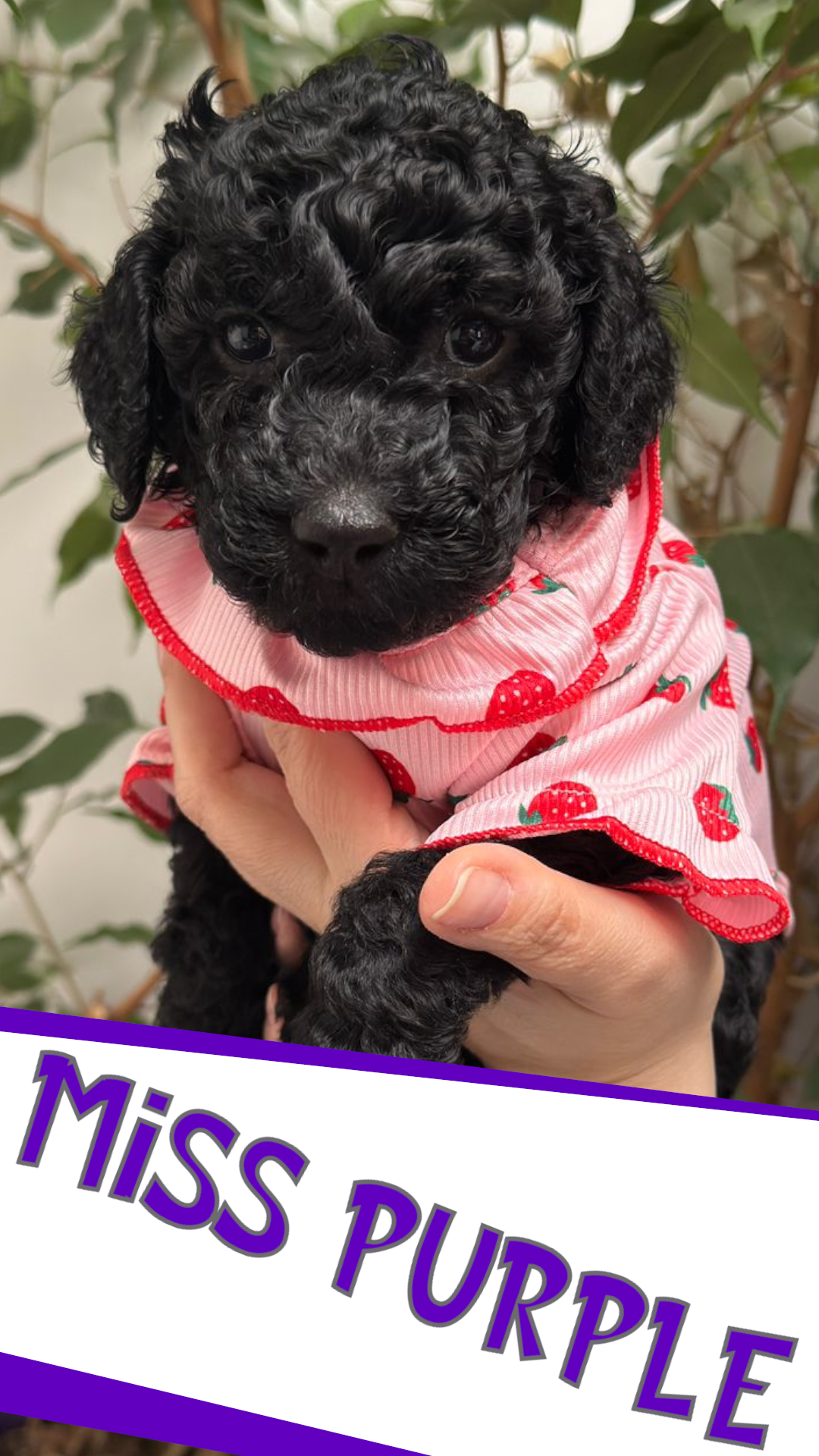 MISS PURPLE PROFILE 2