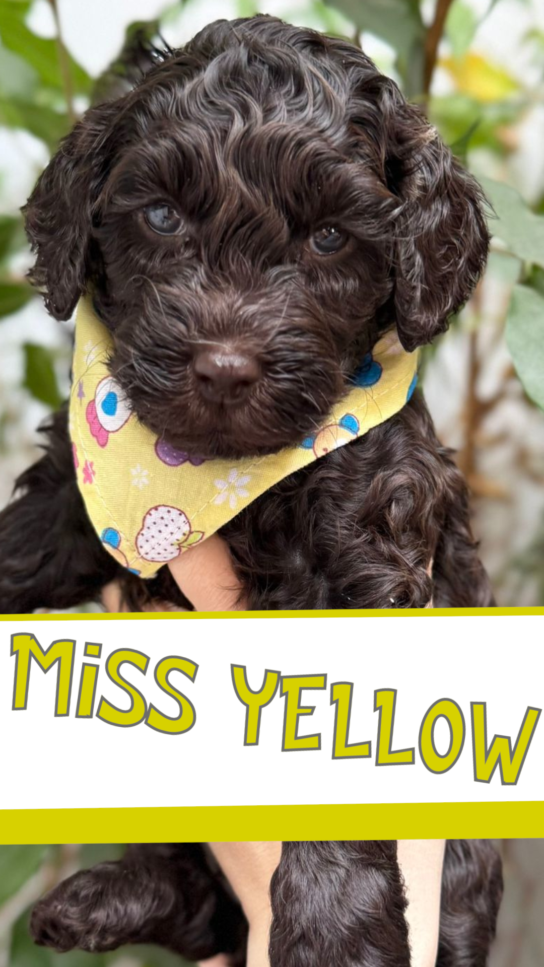 MISS YELLOW PROFILE 2