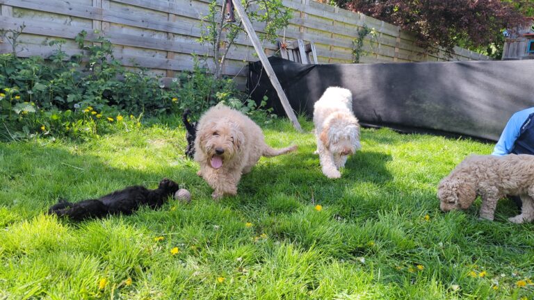 How an Australian Labradoodle is the best companion in nowadays time